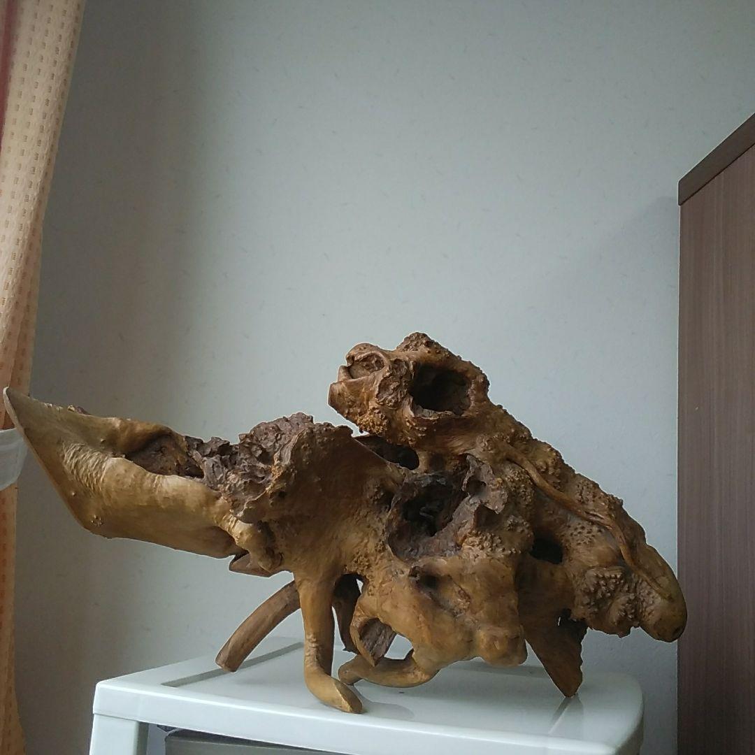 木の根、爬虫類の巣。