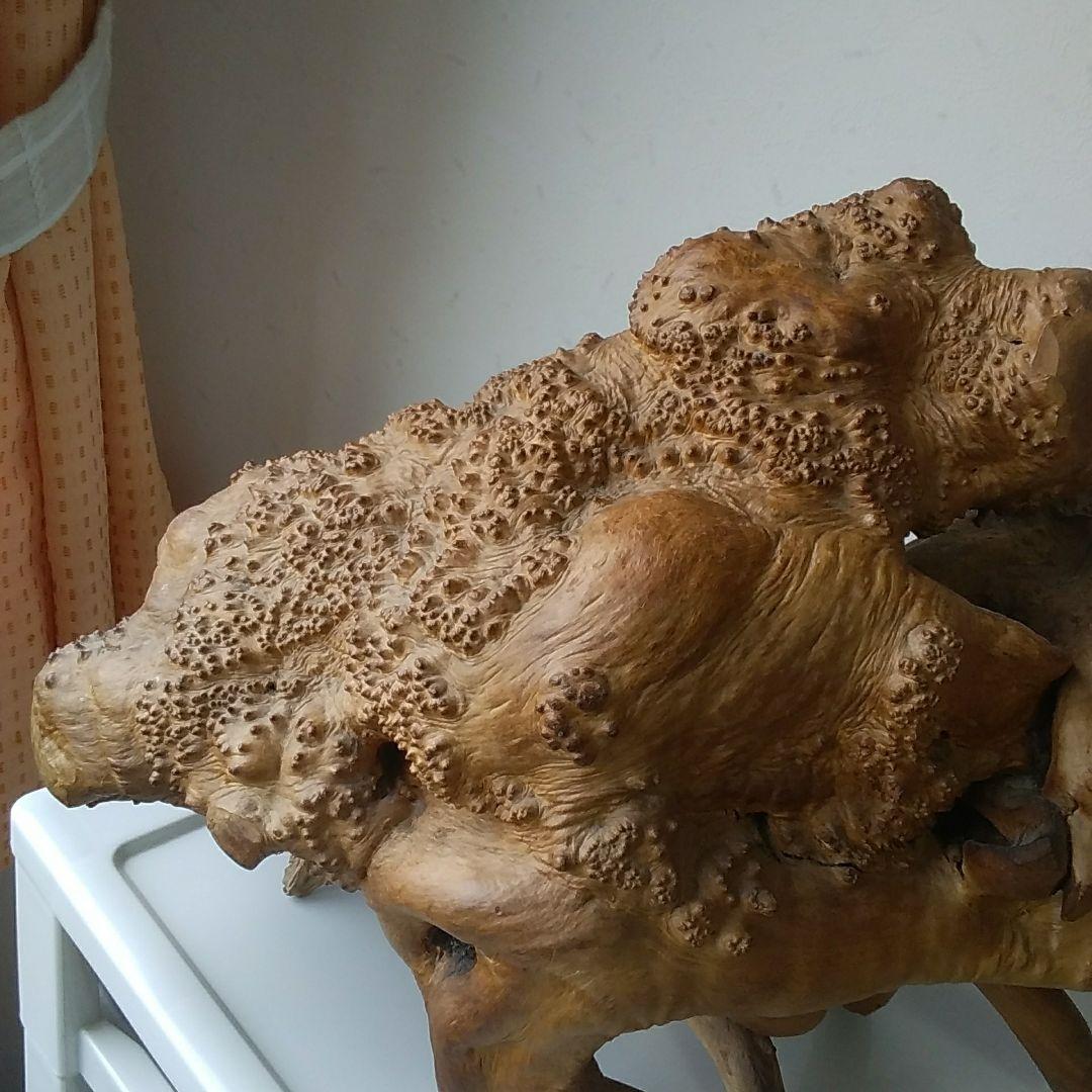 木の根、爬虫類の巣。