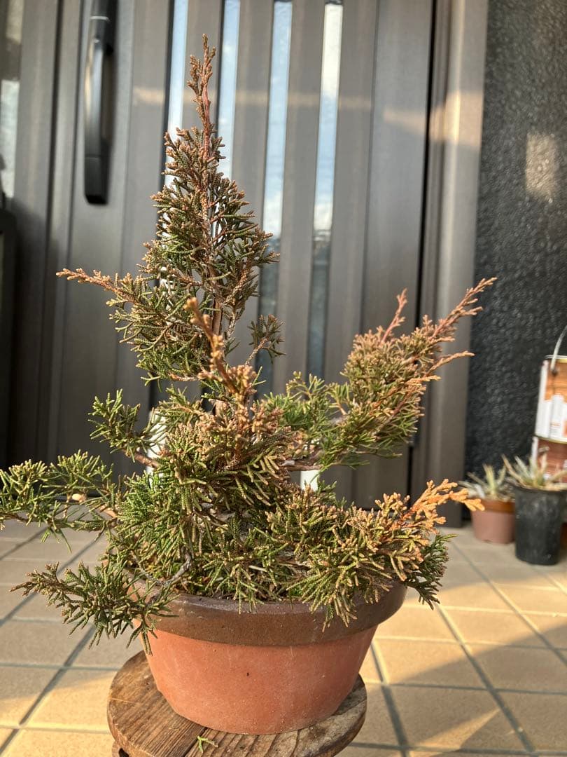 大特価★真柏糸魚川　懸崖　　素材　◉超お勧め！究極の逸品　足元の曲が大変面白い