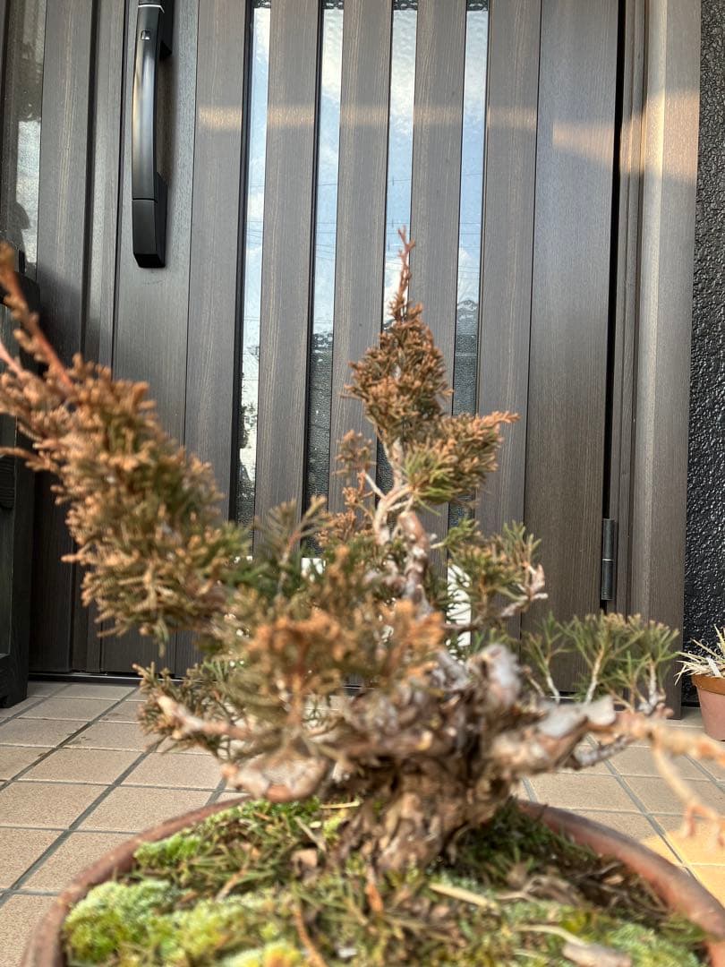 大特価★真柏糸魚川　懸崖　　素材　◉超お勧め！究極の逸品　足元の曲が大変面白い