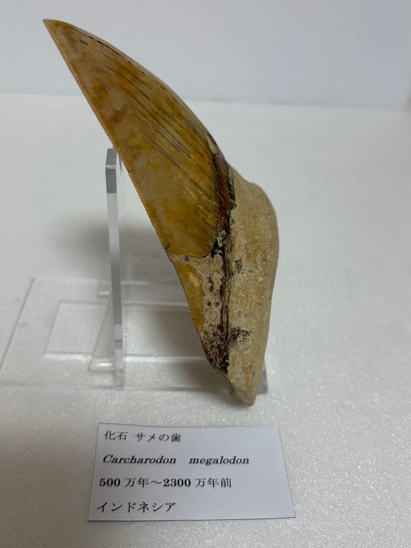 化石 サメの歯メガロドンインネシア約13.2cm 約244g新生代第三紀中新世