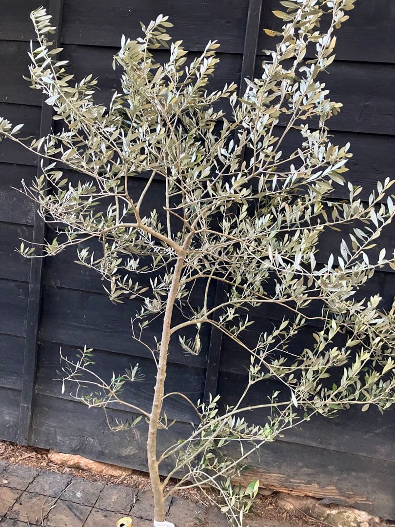 希少　オリーブの木　アスコラーナ　テネラ