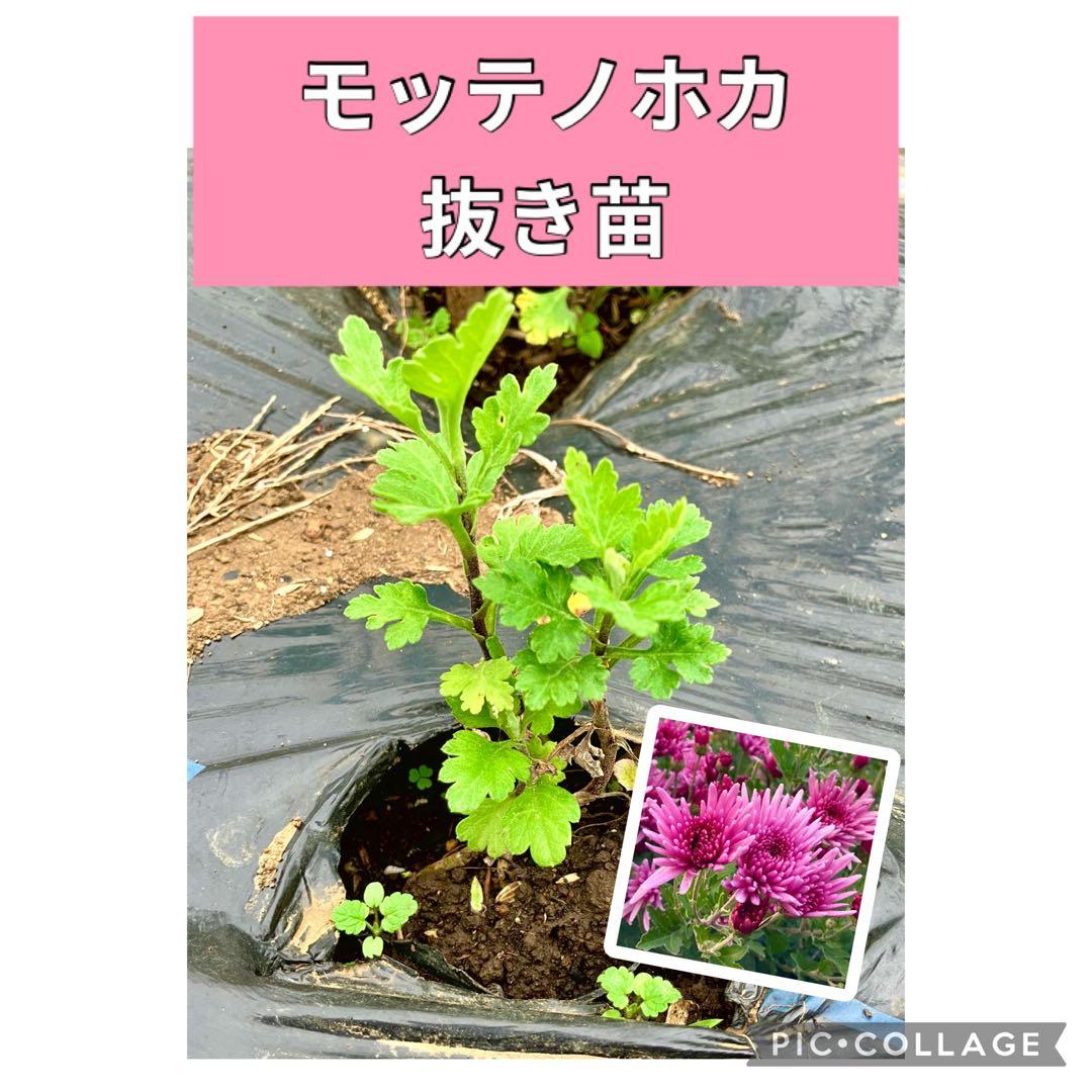 モッテノホカ　抜き苗　3本　匿名配送