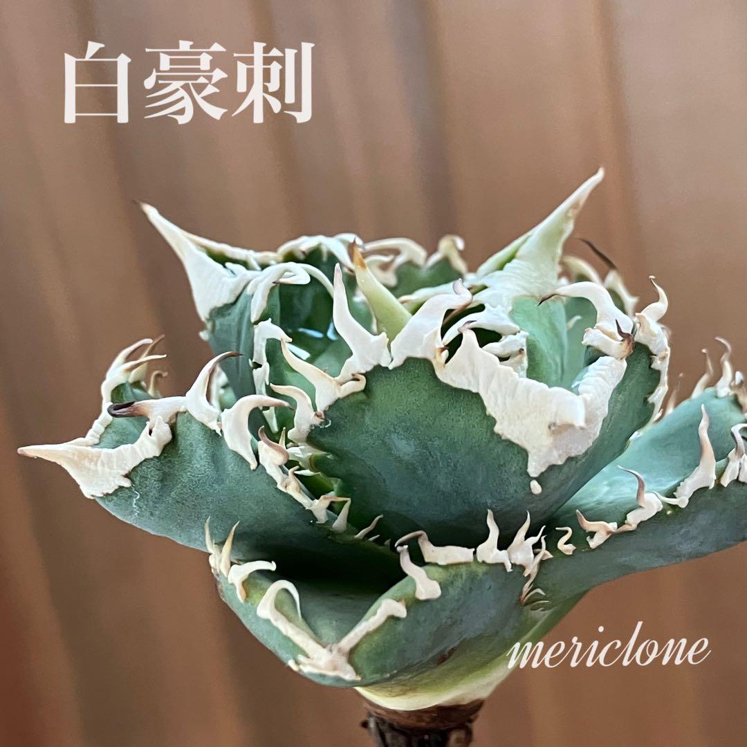 F*】様 超選抜【オークション】特選　太棘　アガベ　白豪刺　TC 上澳園芸