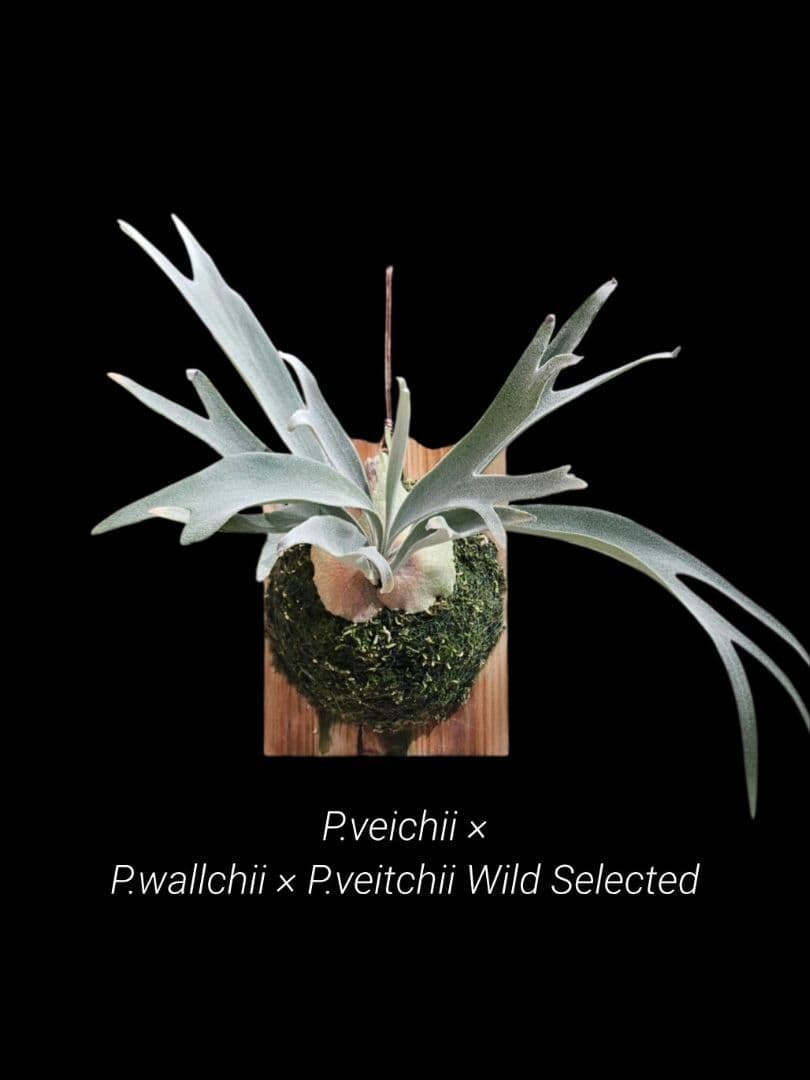 ビカクシダ P.veichiixP.wallchii x P.veitchii Wild