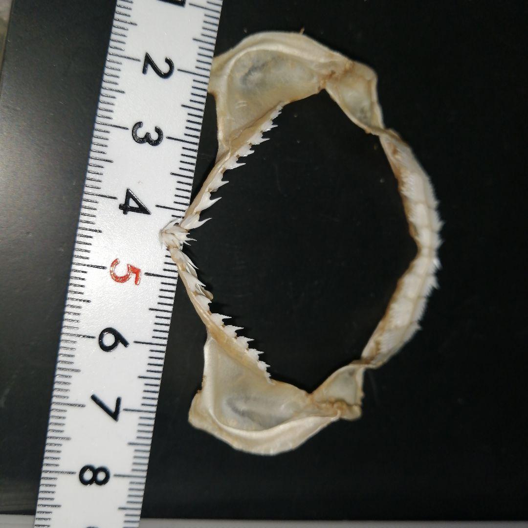 エドアブラザメ　歯　あご　標本　A5