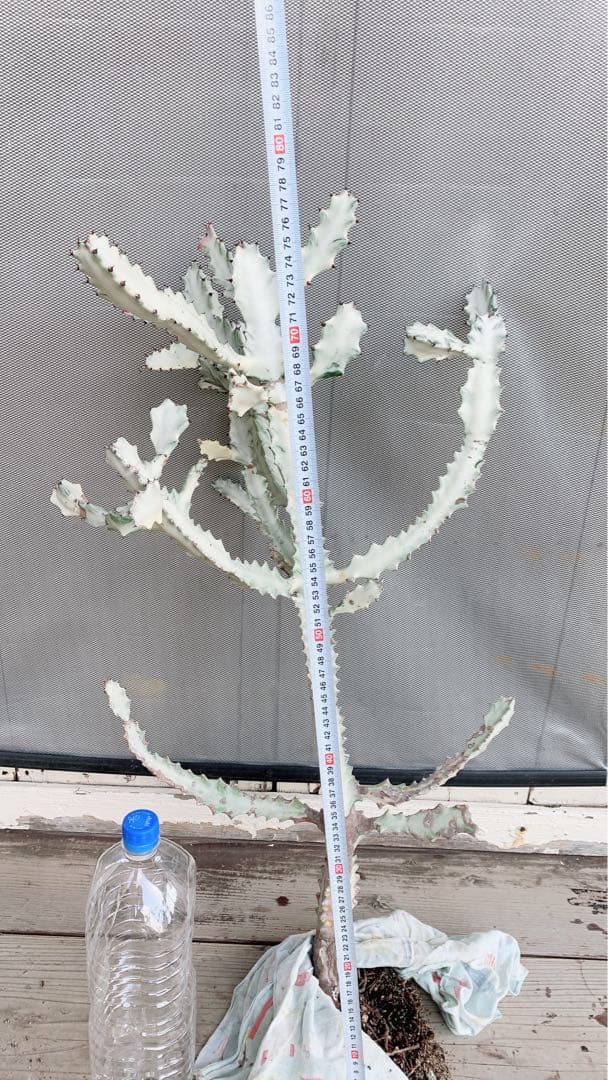 【超特大・希少】ユーフォルビア ホワイトゴースト 80cm 抜き苗 木質化あり