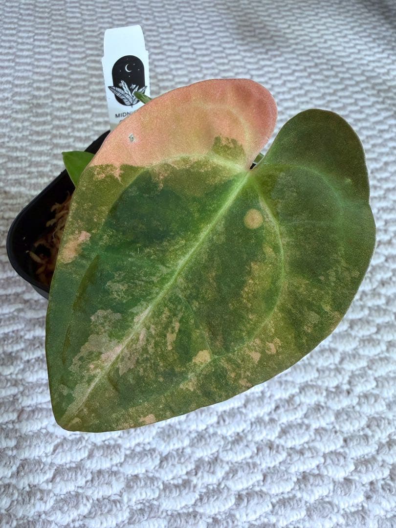 アンスリウム pap var × self 斑入り