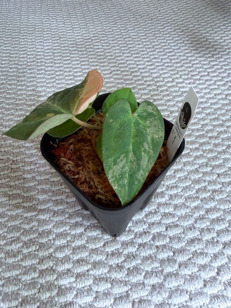 アンスリウム pap var × self 斑入り