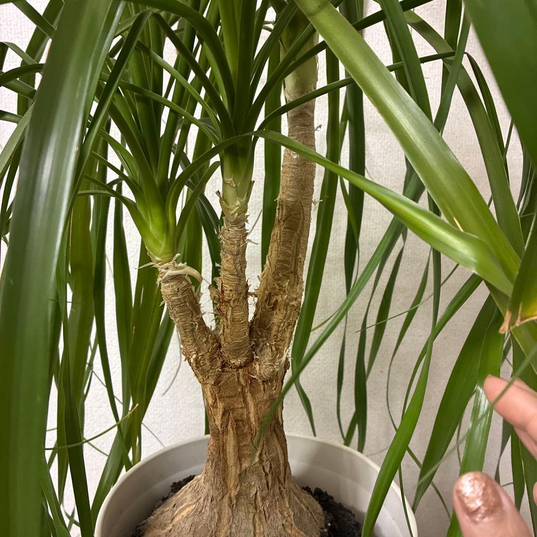 ポニーテール観葉植物 約110cm