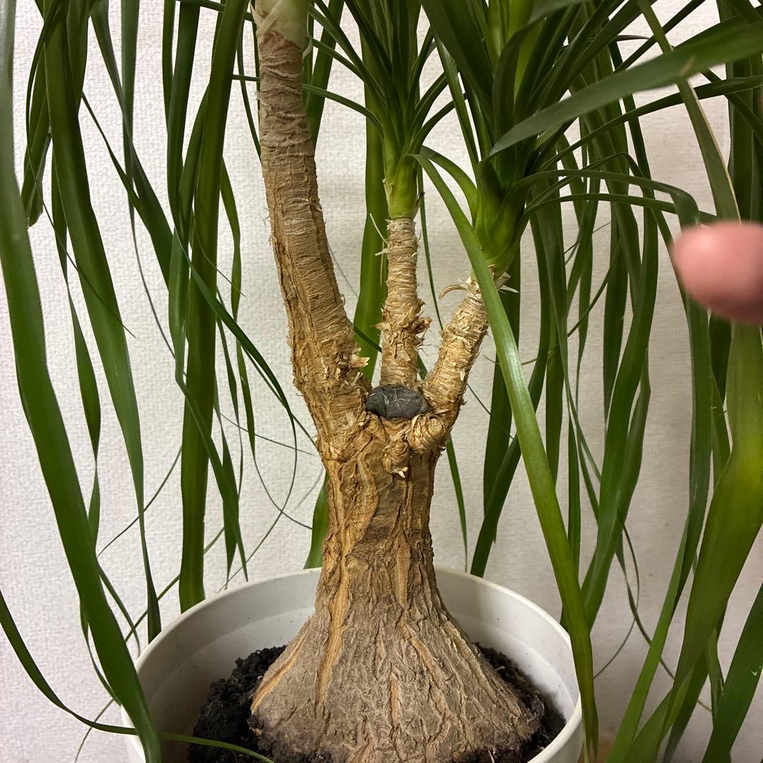 ポニーテール観葉植物 約110cm