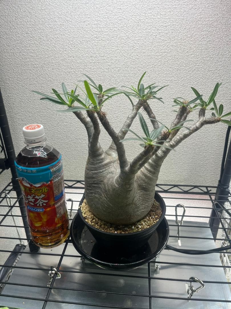 パキポディウム グラキリス 現地株 ML