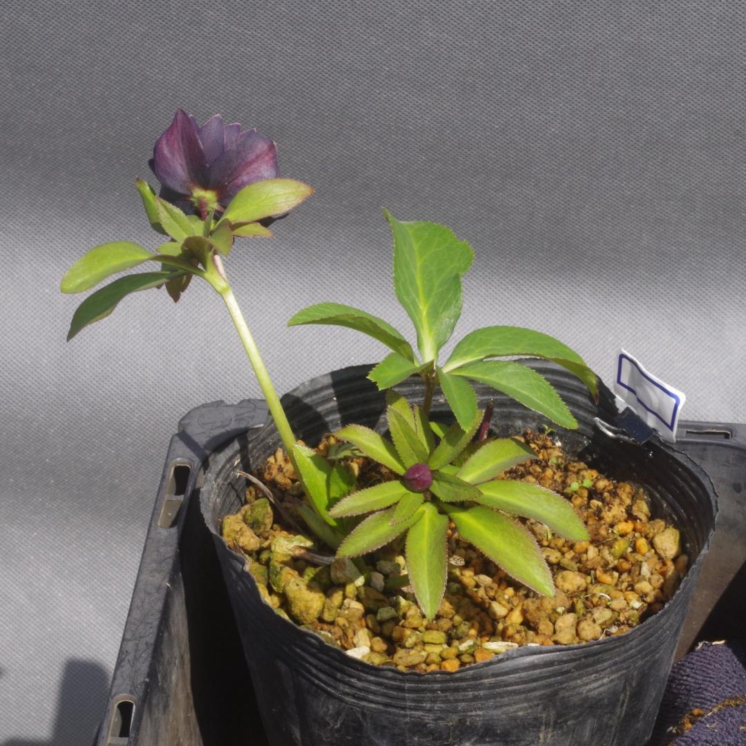 つむ　7681 認定！八咫烏　クリスマスローズ開花　加藤農園