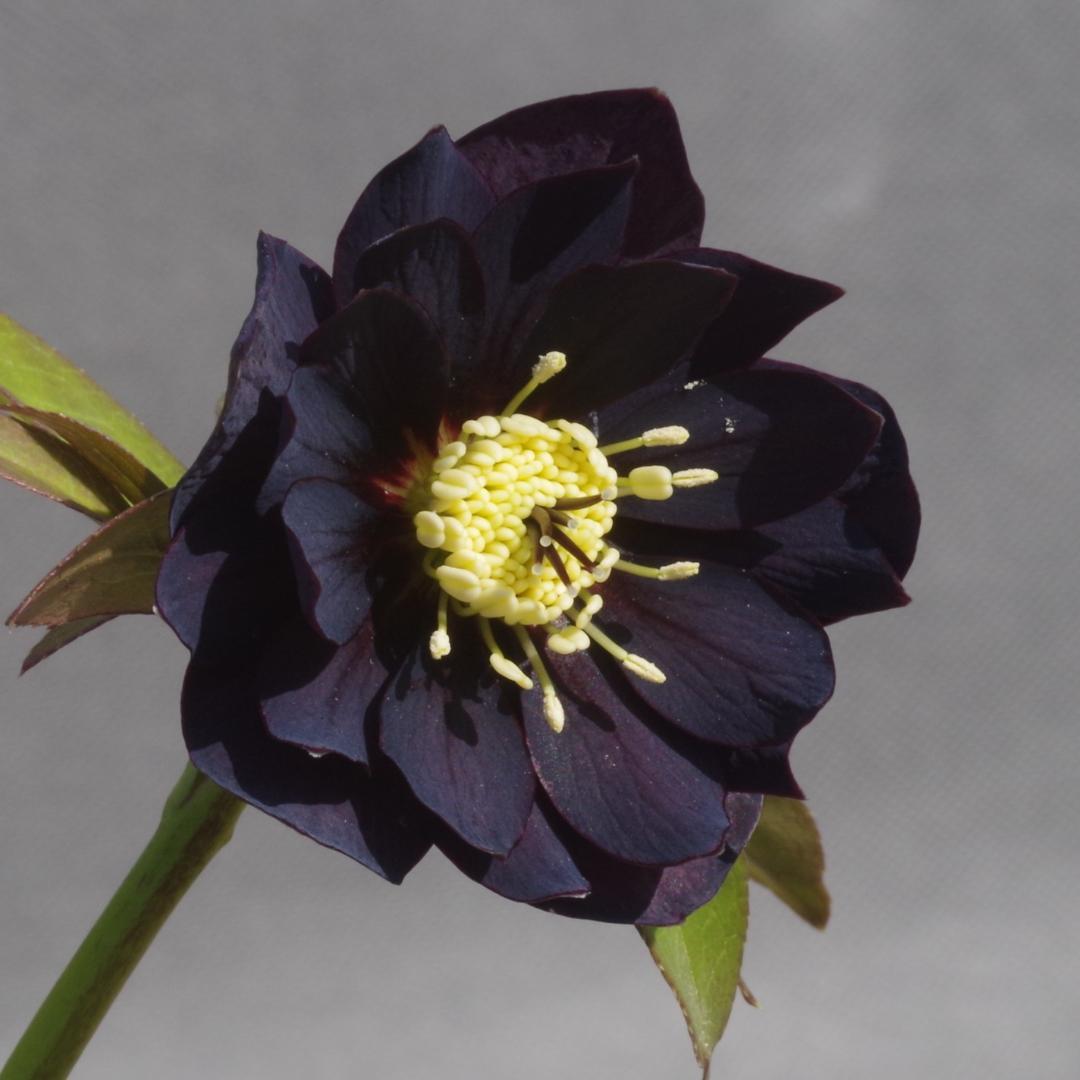 つむ　7681 認定！八咫烏　クリスマスローズ開花　加藤農園