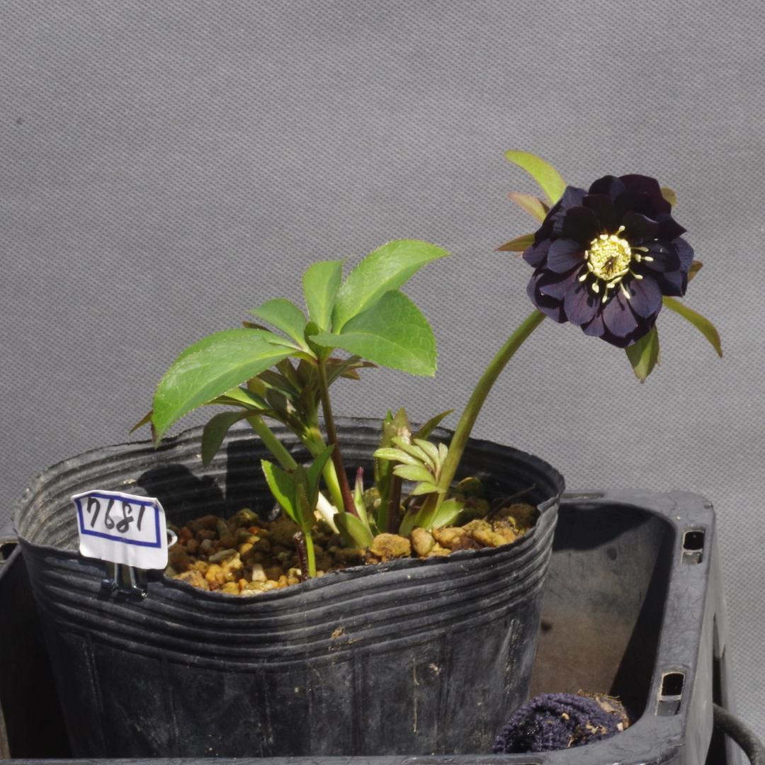 つむ　7681 認定！八咫烏　クリスマスローズ開花　加藤農園