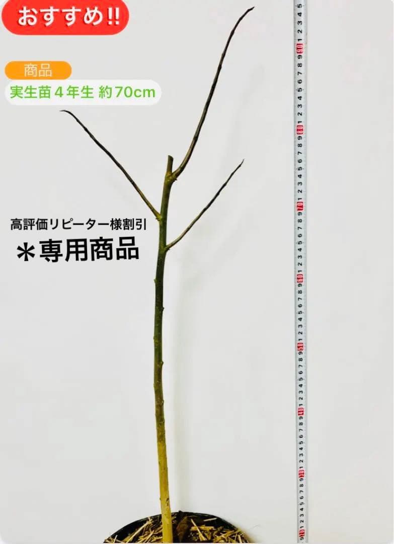 優秀ポポー 4年生(実生)苗木 1本　送料無料