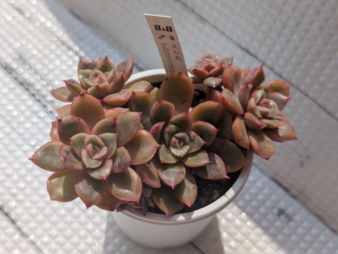 ぼのぼのさんCセット