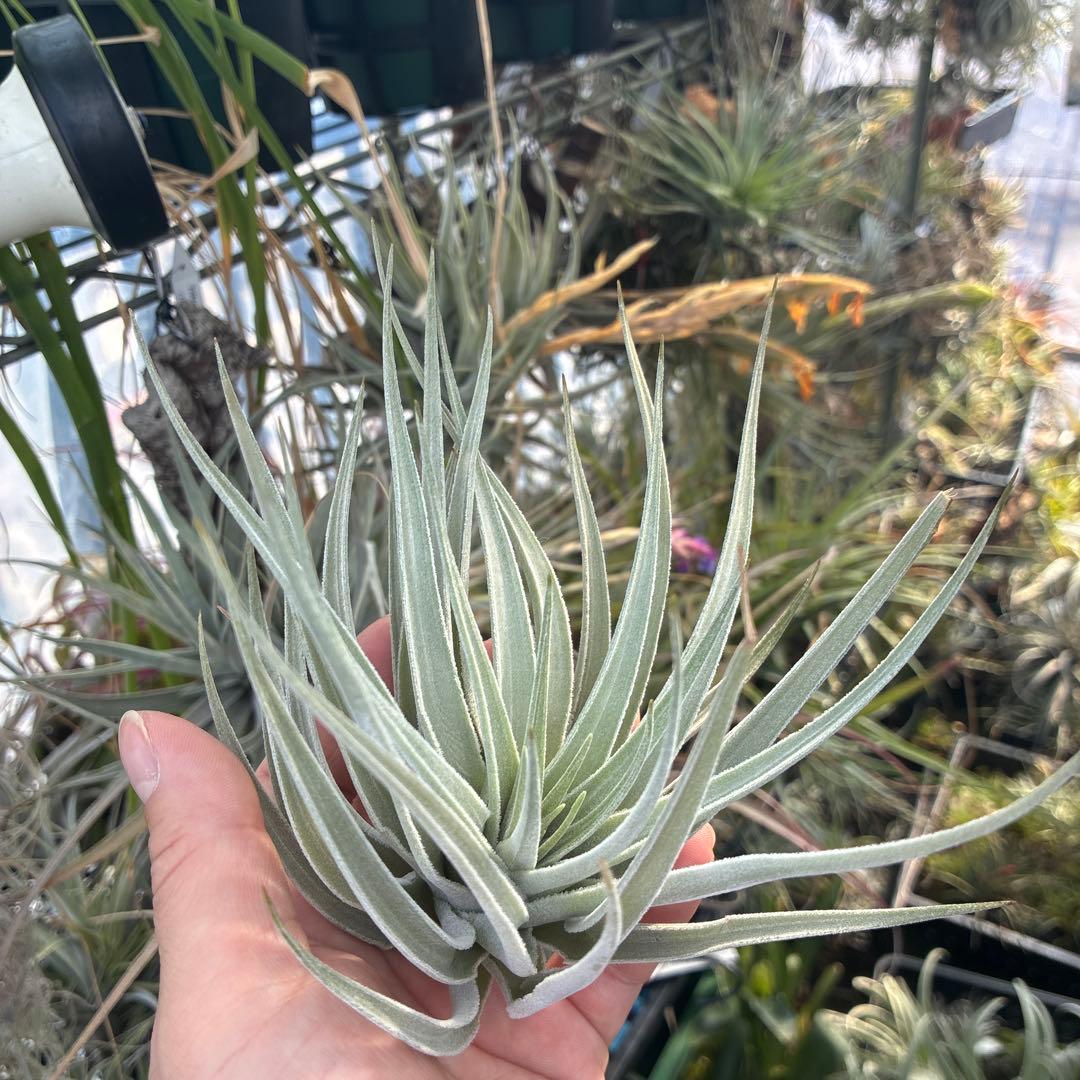 Tillandsia didisticha 'Giant' ティランジア