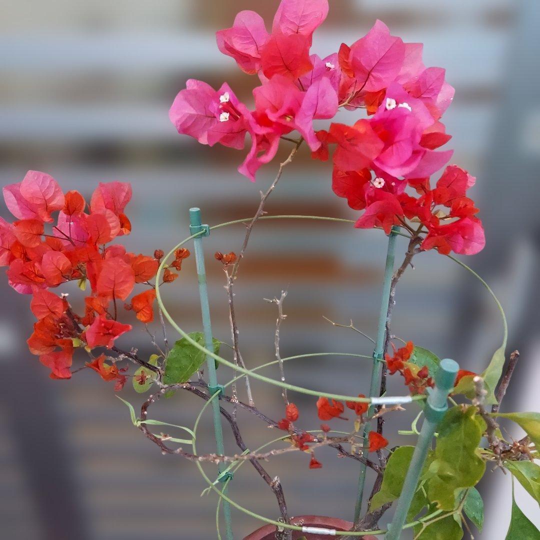 ブーゲンビリア