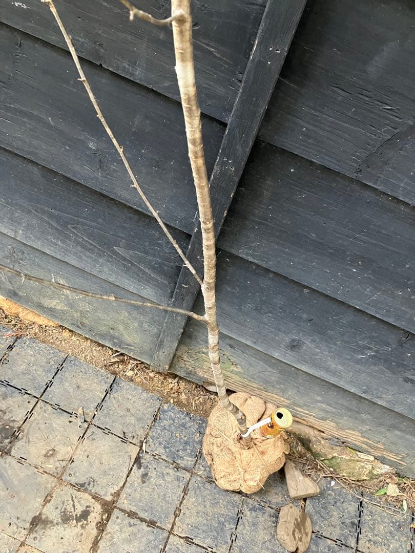 12 山採り　ヤマザクラ