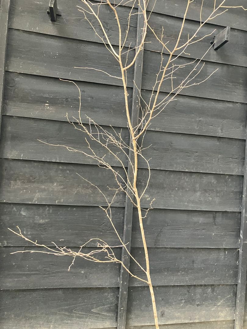 12 山採り　ヤマザクラ