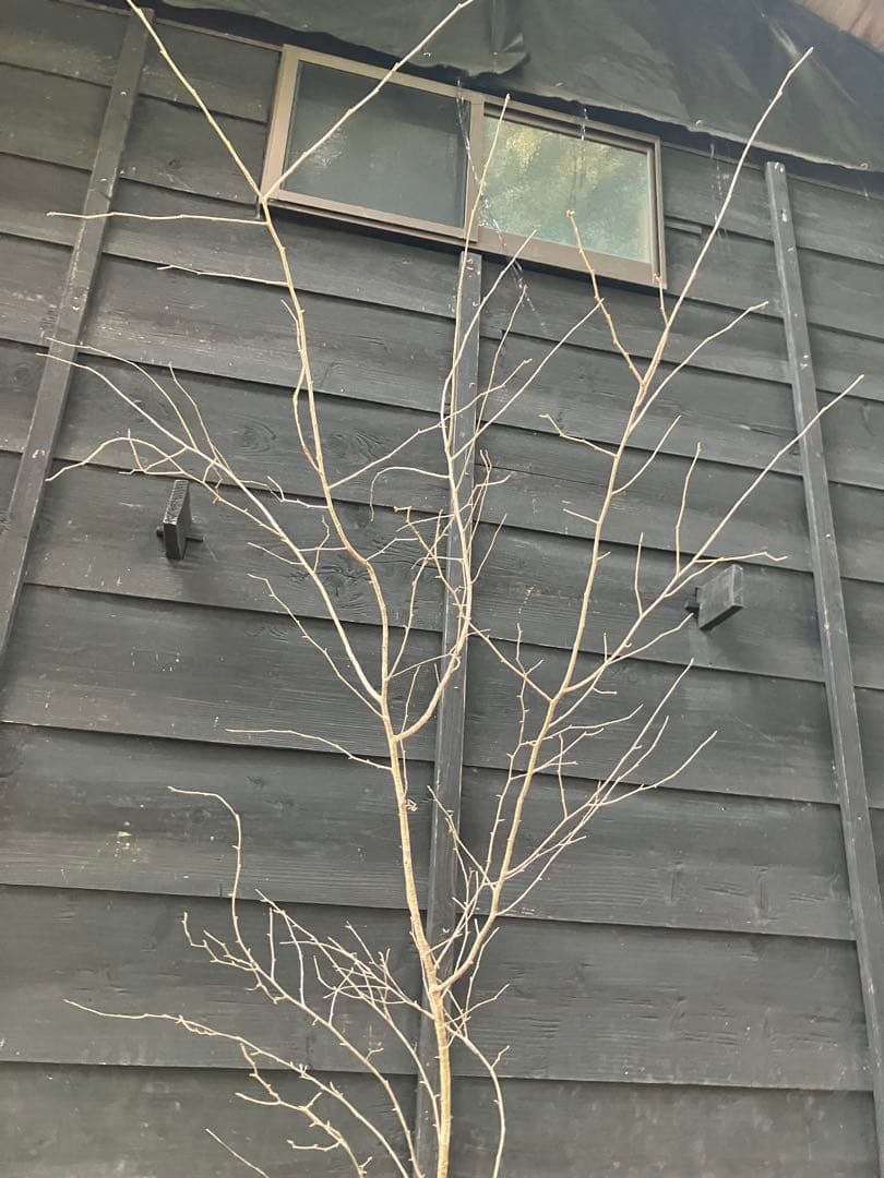 12 山採り　ヤマザクラ