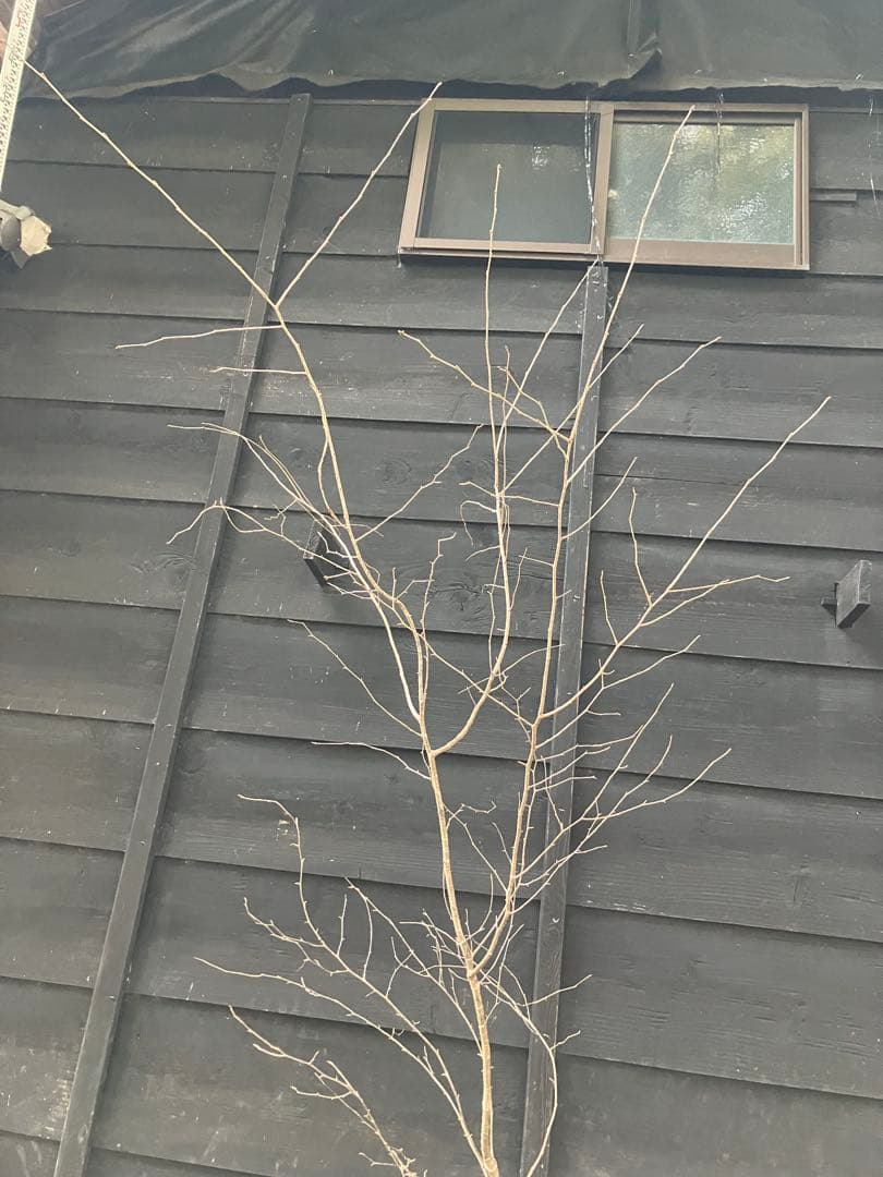 12 山採り　ヤマザクラ