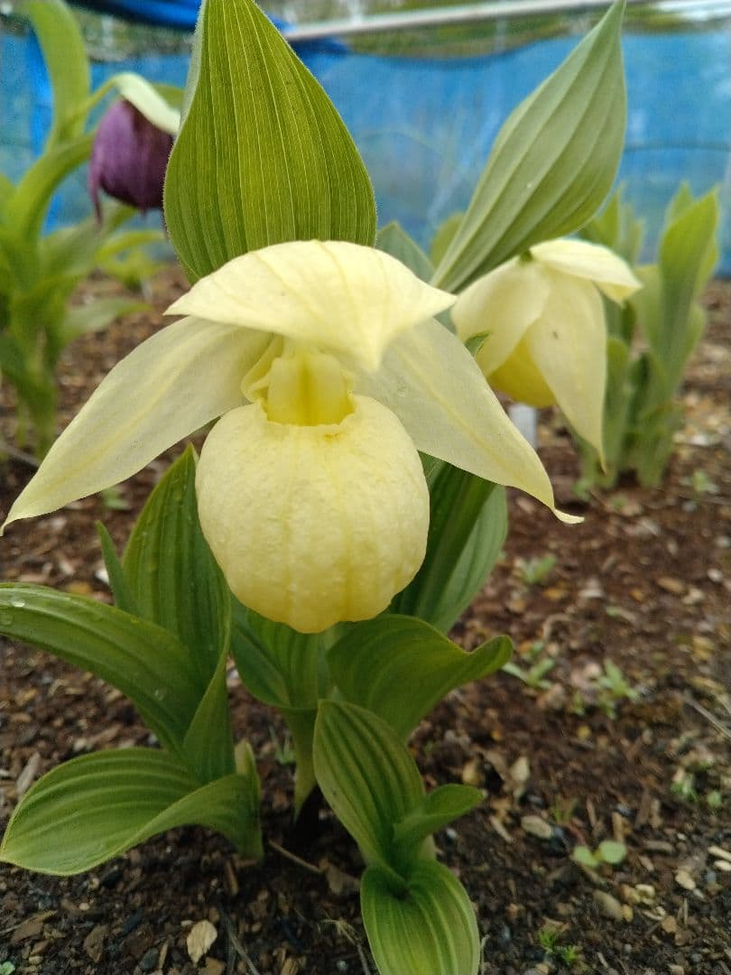 平*京様 山野草・アツモリソウ・礼文アツモリソウ