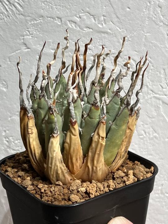 ◾️エボリスピナ陽炎③◾️エグいうねり 陽炎 発根済み