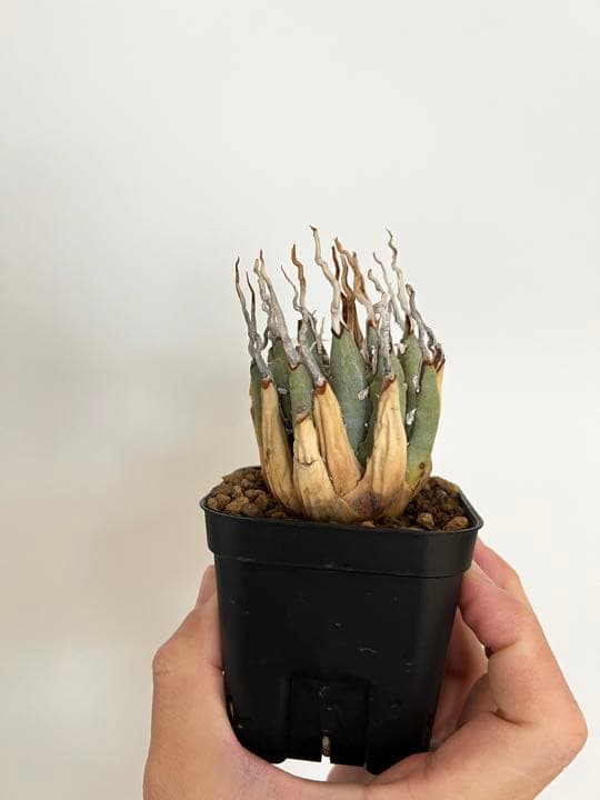 ◾️エボリスピナ陽炎③◾️エグいうねり 陽炎 発根済み