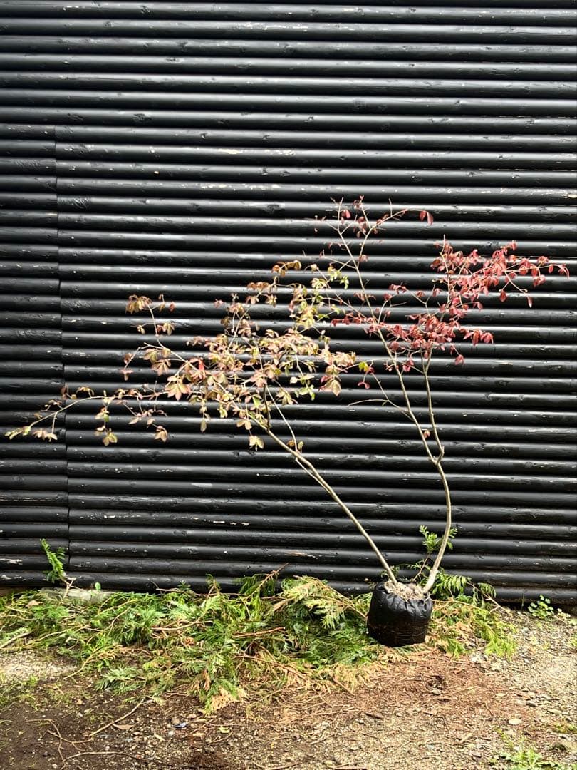 山採り天然　ニシキギ　カミソリの木