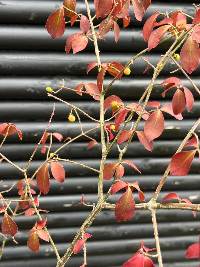 山採り天然　ニシキギ　カミソリの木