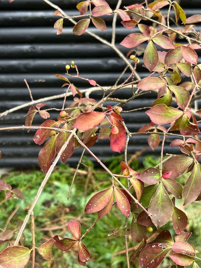 山採り天然　ニシキギ　カミソリの木
