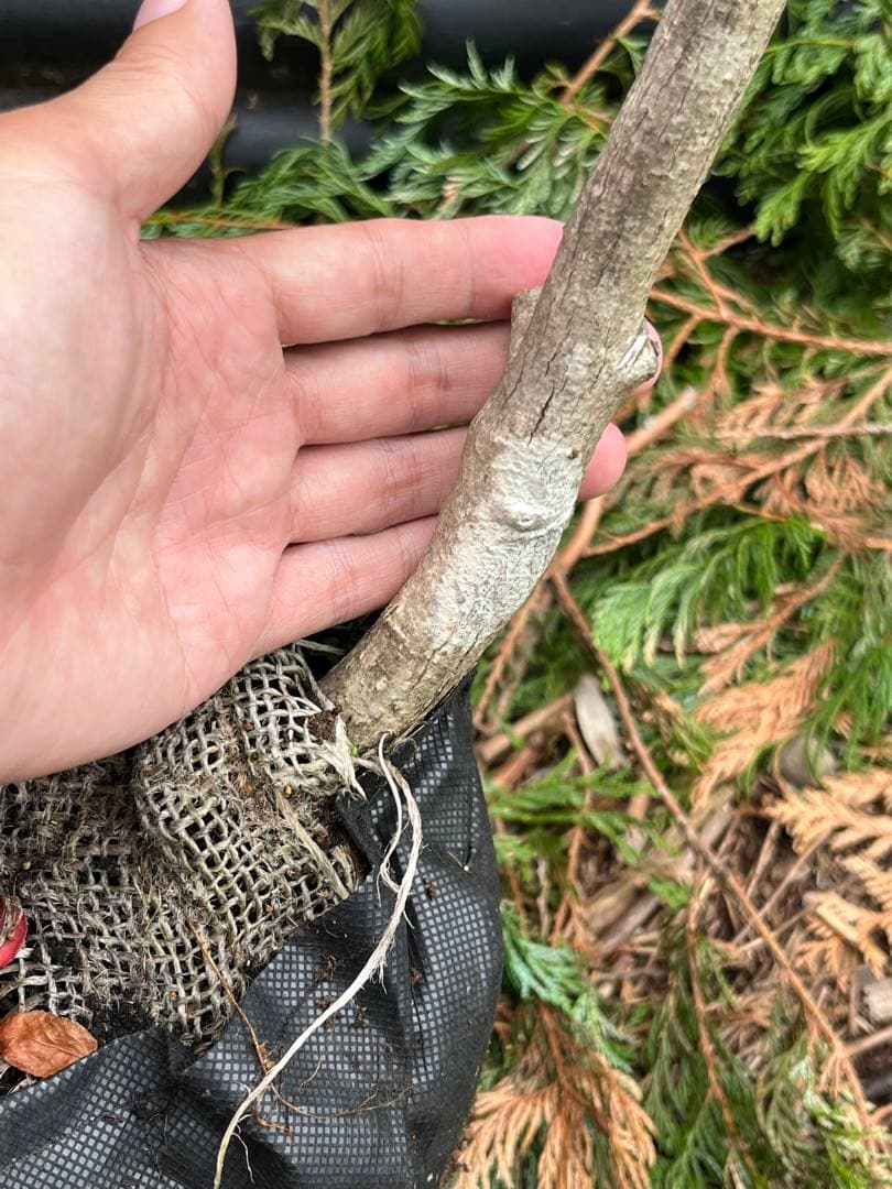 山採り天然　ニシキギ　カミソリの木