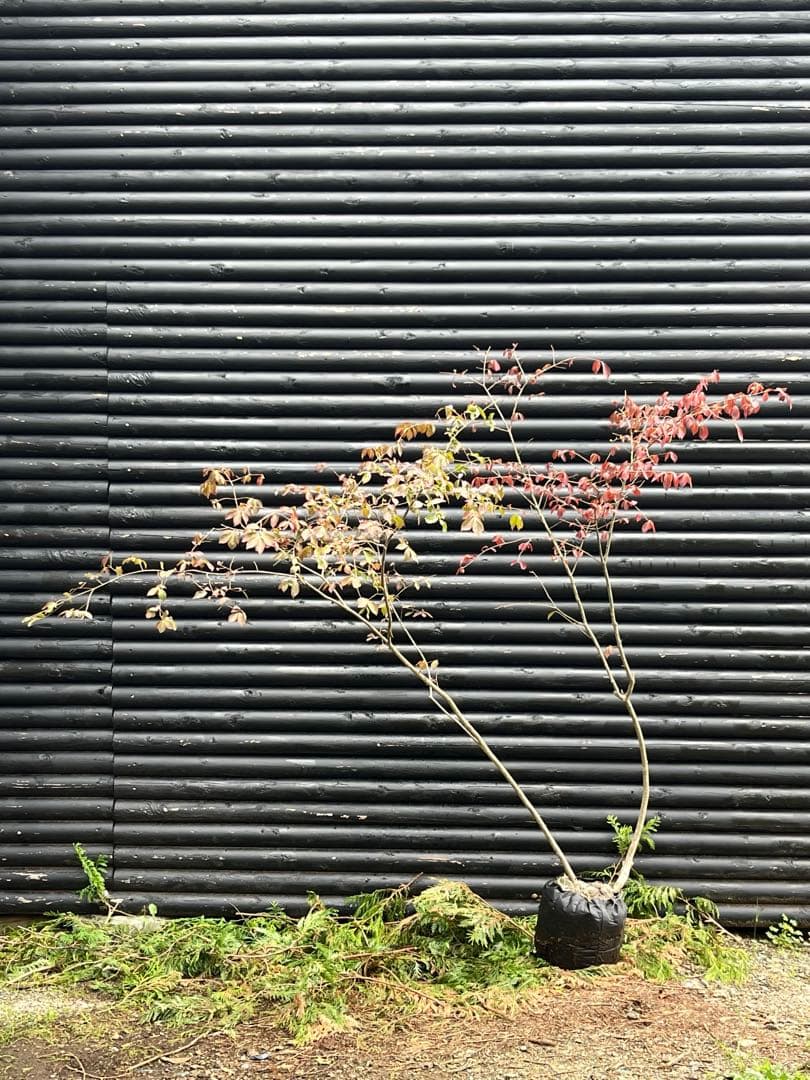 山採り天然　ニシキギ　カミソリの木