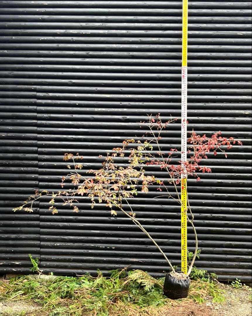 山採り天然　ニシキギ　カミソリの木