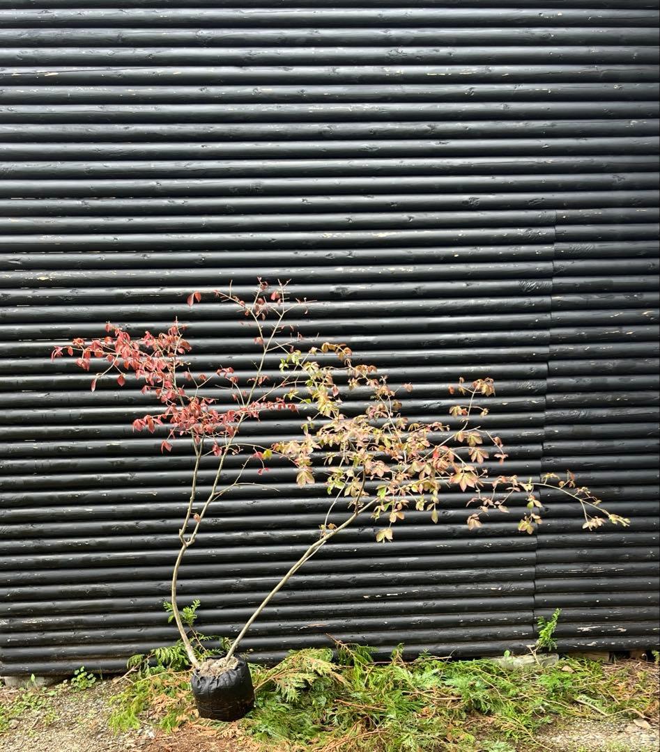 山採り天然　ニシキギ　カミソリの木