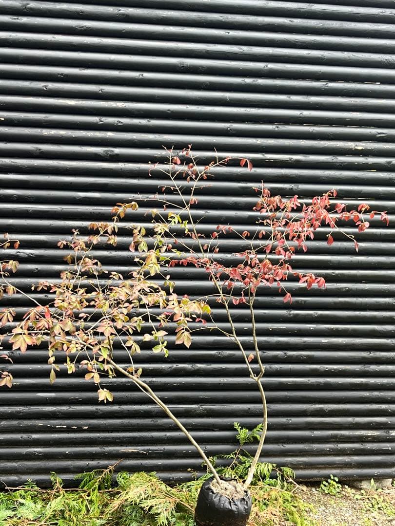 山採り天然　ニシキギ　カミソリの木