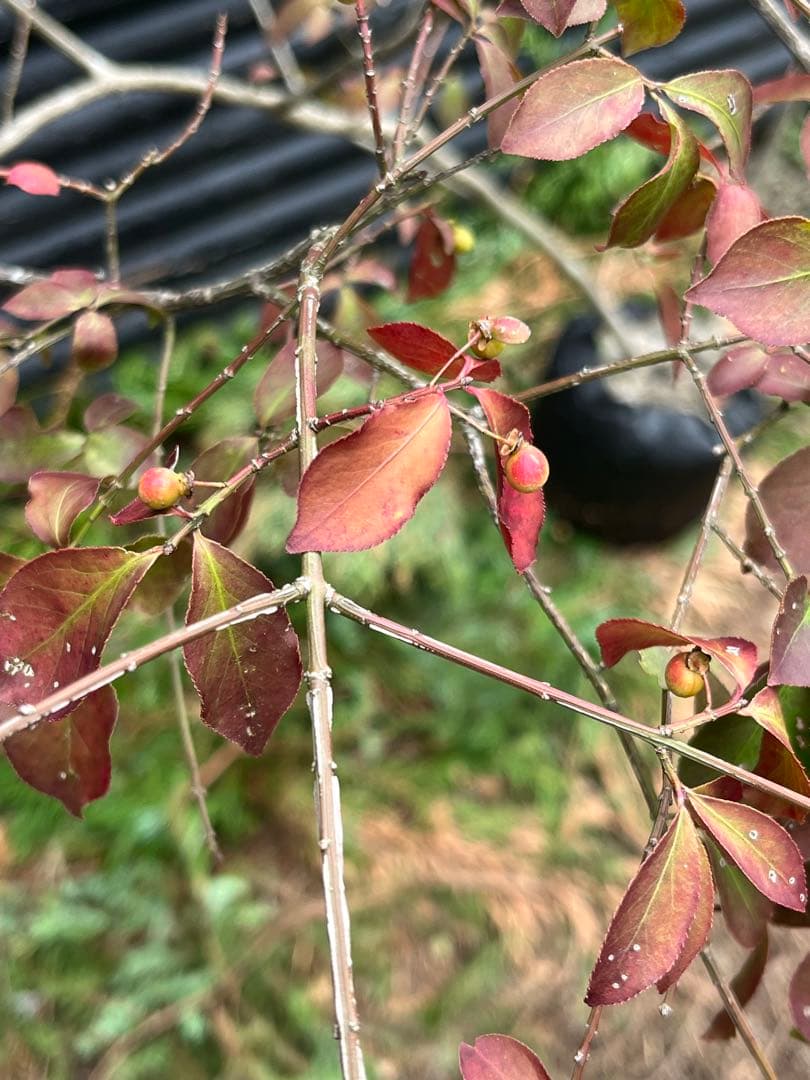 山採り天然　ニシキギ　カミソリの木