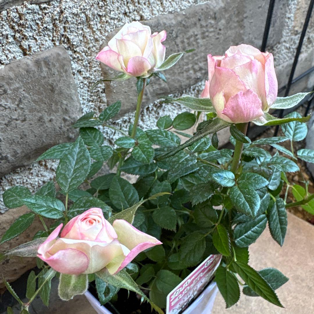 ミニ薔薇・カルーセルコルダーナ