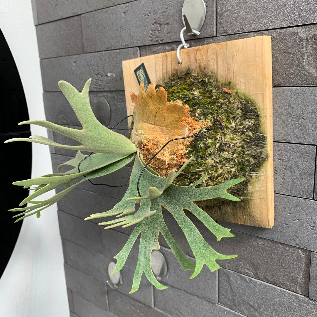 P.willinckii OMG sporeling ビカクシダ 板付