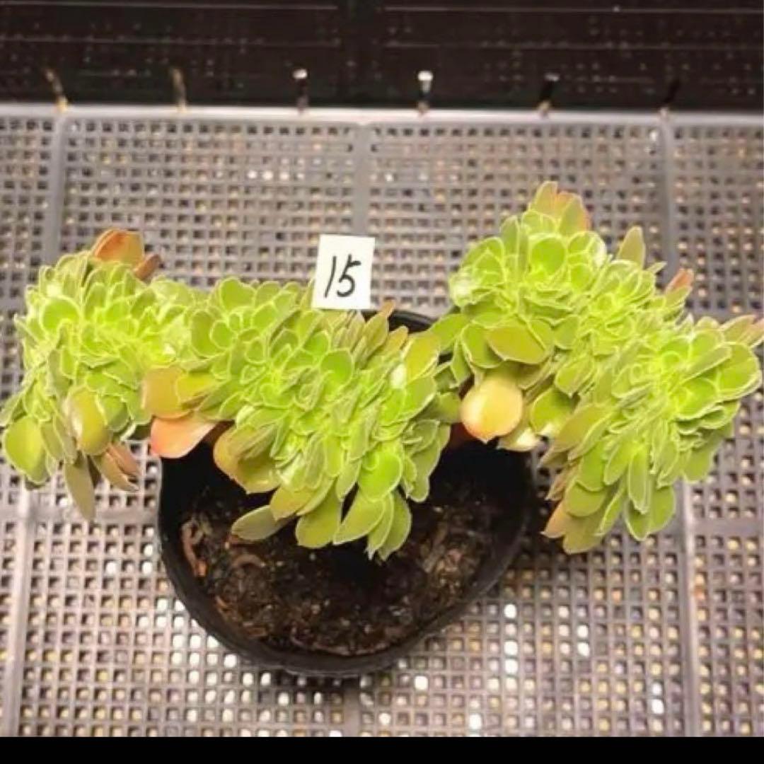 15#多肉植物アエオニウム❤️ サラダボールセッカ ❤️18cm拔き苗