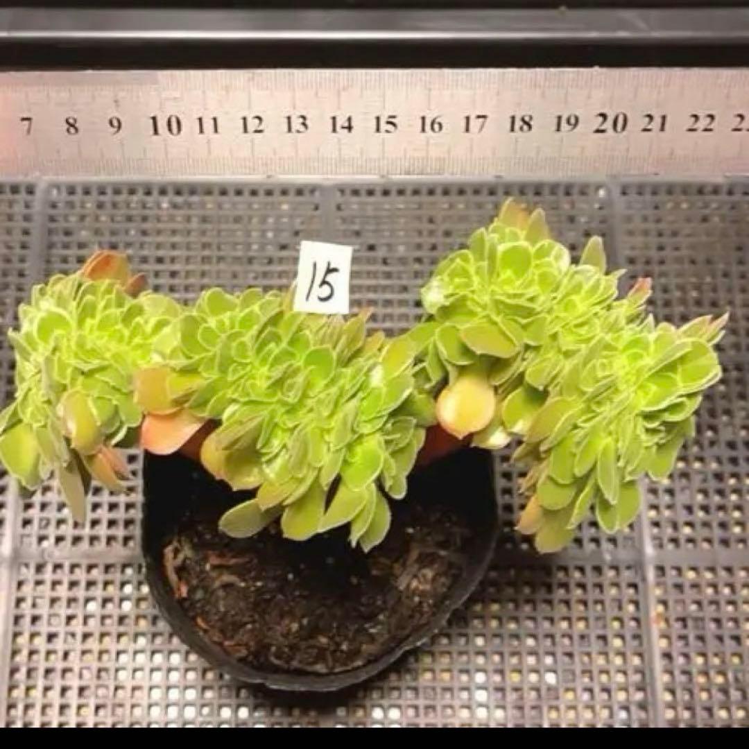 15#多肉植物アエオニウム❤️ サラダボールセッカ ❤️18cm拔き苗