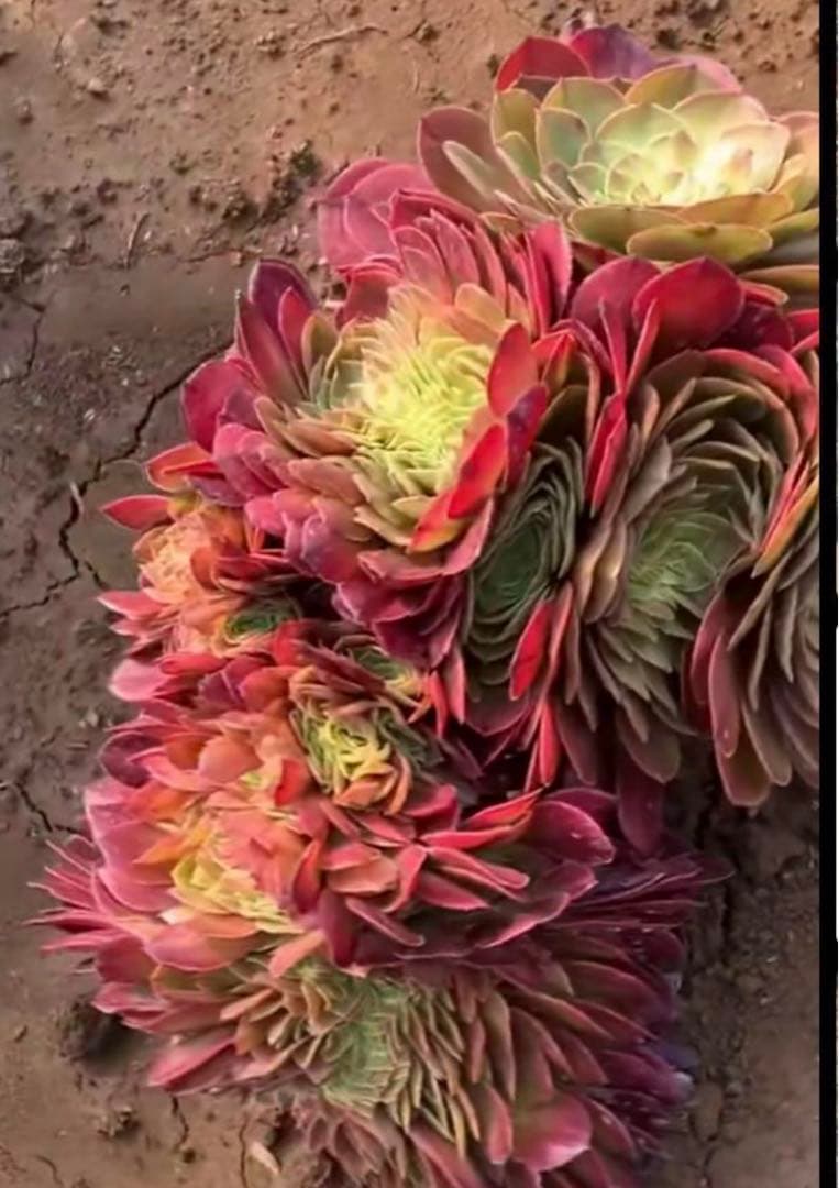 15#多肉植物アエオニウム❤️ サラダボールセッカ ❤️18cm拔き苗