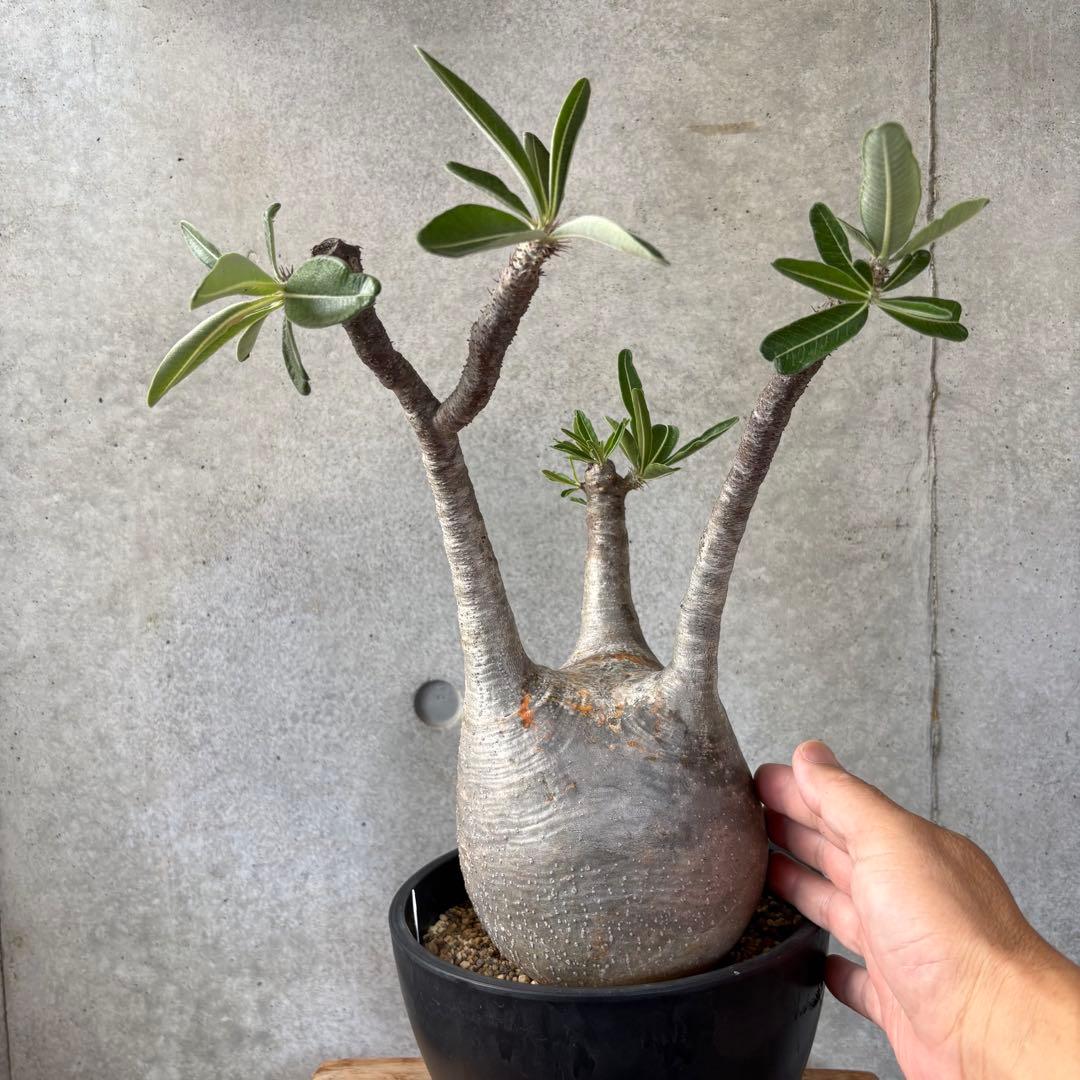 Masaさん専用グラキリス＋センナメリディオナリス