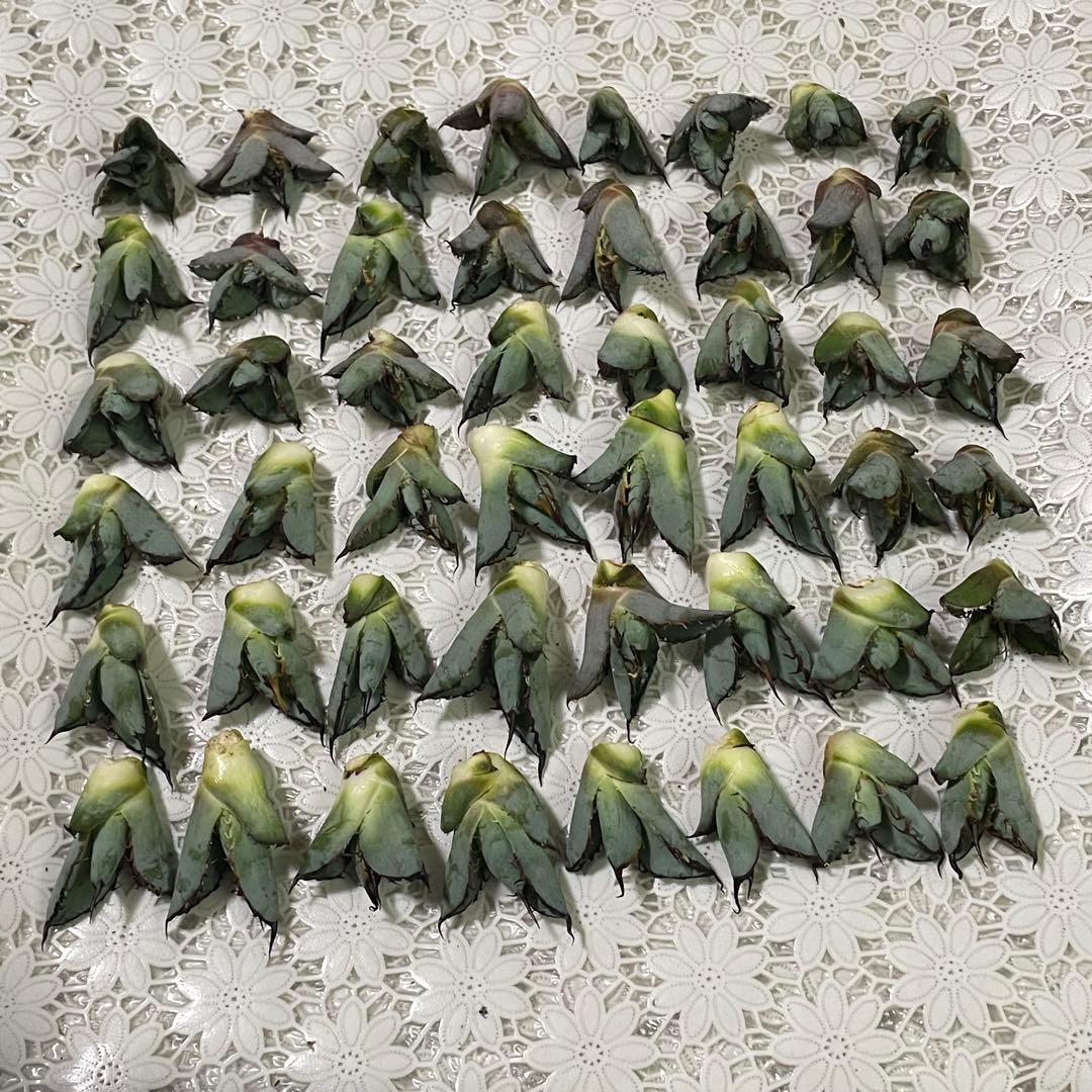 多肉植物 アガベ チタノタ ブラックアンドブルー BB子株 48株同梱