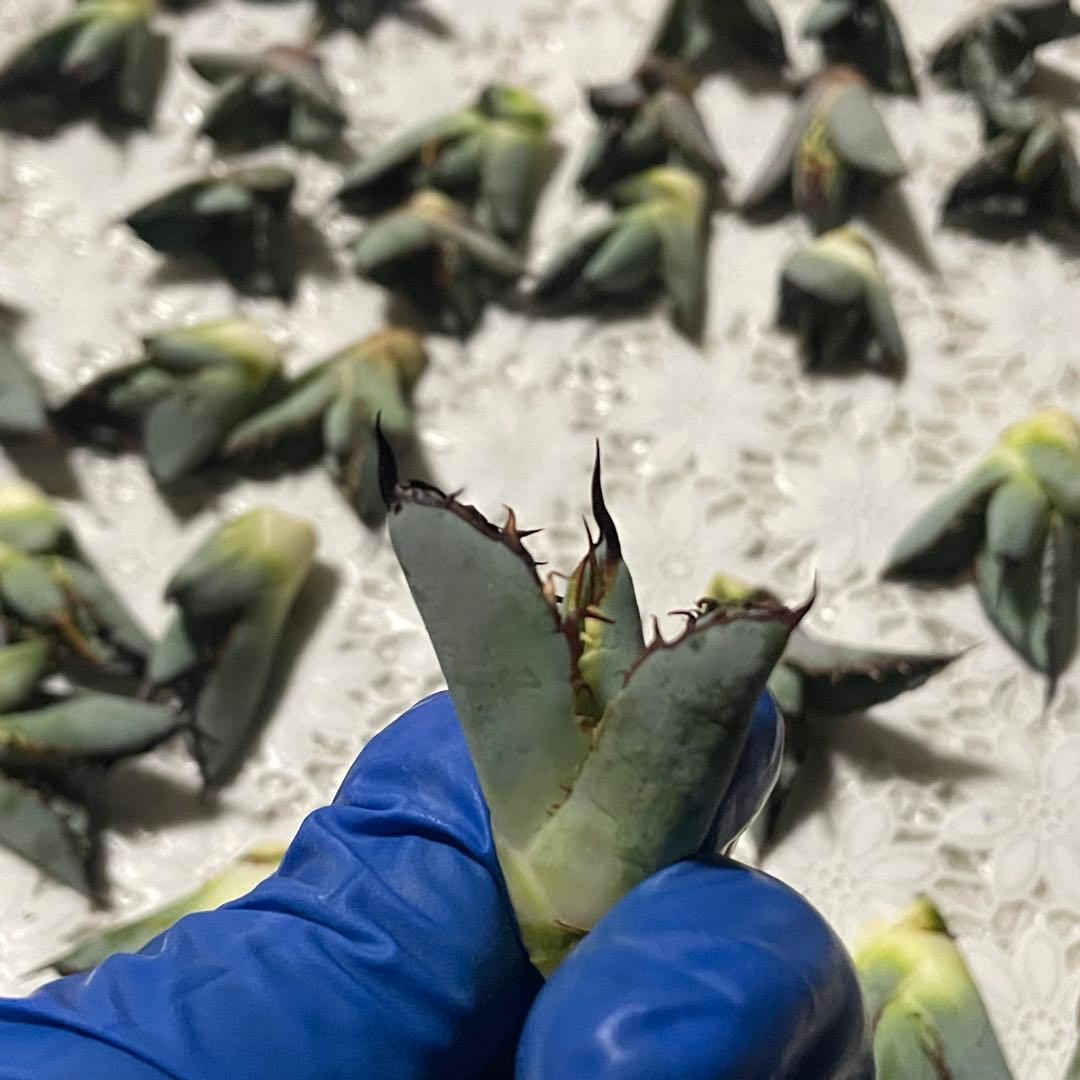 多肉植物 アガベ チタノタ ブラックアンドブルー BB子株 48株同梱