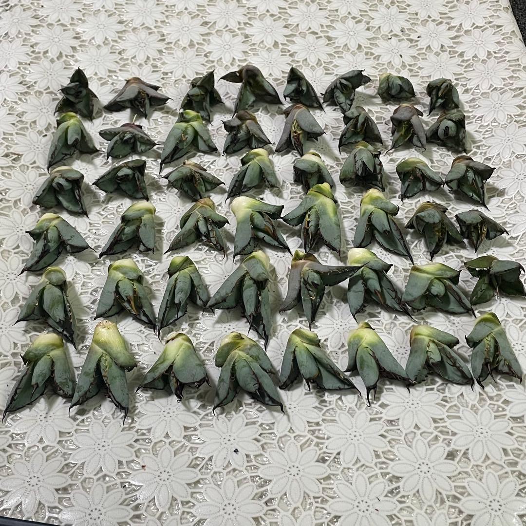 多肉植物 アガベ チタノタ ブラックアンドブルー BB子株 48株同梱