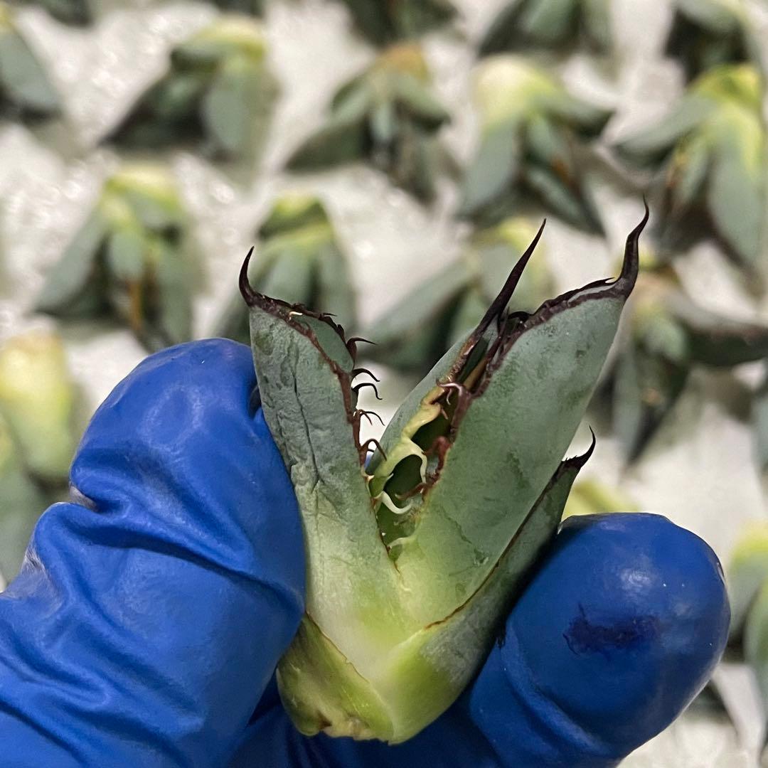 多肉植物 アガベ チタノタ ブラックアンドブルー BB子株 48株同梱