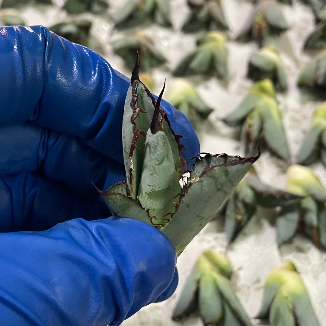 多肉植物 アガベ チタノタ ブラックアンドブルー BB子株 48株同梱